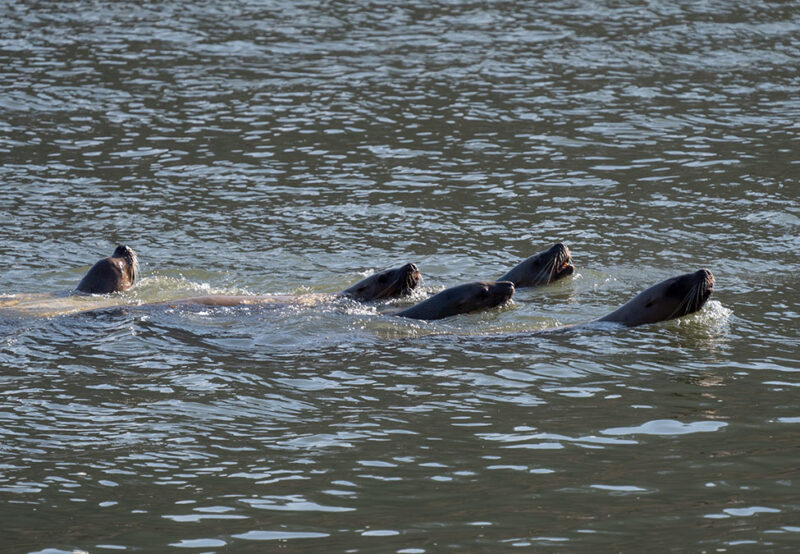 Four sea lions swim close together in the water, their heads above the surface. The water ripples around them.