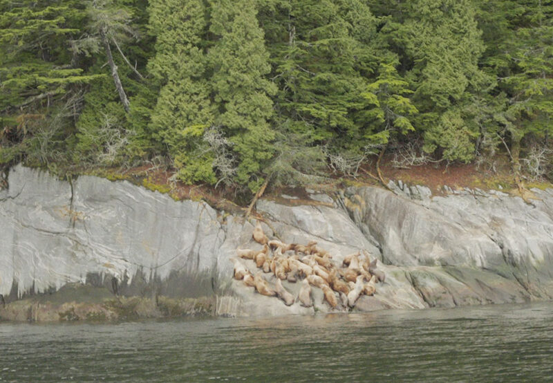 A group of sea lions rests on rocky shore near a forested area beside calm water.