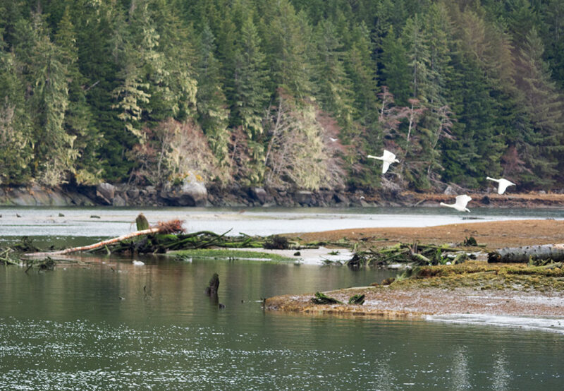 A tranquil scene featuring a peaceful forested shoreline with four white birds flying over the water and a few fallen trees scattered on the shore.