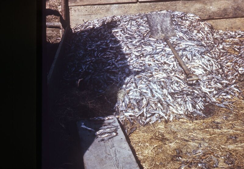 Large pile of small fish on the ground, with a shovel resting on top, in a wooden enclosure.