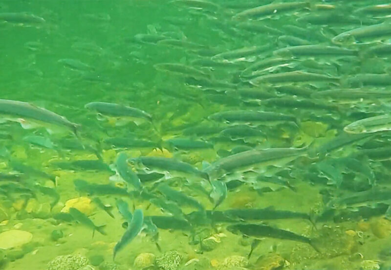 A school of fish swims underwater in clear green-tinted water with visible rocks and plants on the bottom.